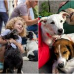 foto f09f9088 miau ham parade f09f9095 la targul aspa de adoptii din weekend in parcul izvor se aduna catei si pisicute care si cauta oameni si case 6a158010722fb