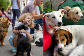 foto f09f9088 miau ham parade f09f9095 la targul aspa de adoptii din weekend in parcul izvor se aduna catei si pisicute care si cauta oameni si case 6a158010722fb