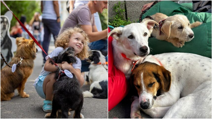 foto f09f9088 miau ham parade f09f9095 la targul aspa de adoptii din weekend in parcul izvor se aduna catei si pisicute care si cauta oameni si case 6a158010722fb