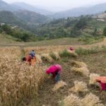 free up fertiliser supplies to avert global food crisis yvette cooper urges 6a0c3bc207205