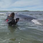 german minister defends decision to allow attempt to rescue whale timmy 6a09ef710763a