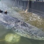 timmy the whale confirmed dead by danish authorities 6a08b5644a79f