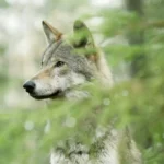 wolf documentarul multipremiat despre revenirea lupului in europa ajunge la fagaras fest 2026 6a157fd60e8e1