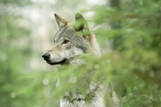 wolf documentarul multipremiat despre revenirea lupului in europa ajunge la fagaras fest 2026 6a157fd60e8e1