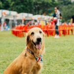 woof fest festivalul lui bobita este in acest weekend la parklake mall in gradina vor fi concursuri ateliere distractive si yoga cu catei 6a0eb63801506