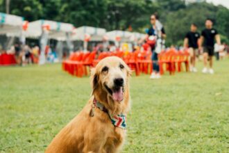 woof fest festivalul lui bobita este in acest weekend la parklake mall in gradina vor fi concursuri ateliere distractive si yoga cu catei 6a0eb63801506