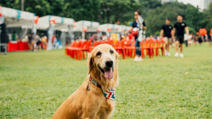 woof fest festivalul lui bobita este in acest weekend la parklake mall in gradina vor fi concursuri ateliere distractive si yoga cu catei 6a0eb63801506