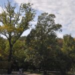 bucurestenii pornesc in weekend pe urmele arborilor remarcabili din oras e si tur ghidat in parcul cismigiu casa lui matusalem si a altor copaci monumentali 6a3beb367023b