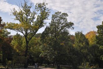 bucurestenii pornesc in weekend pe urmele arborilor remarcabili din oras e si tur ghidat in parcul cismigiu casa lui matusalem si a altor copaci monumentali 6a3beb367023b