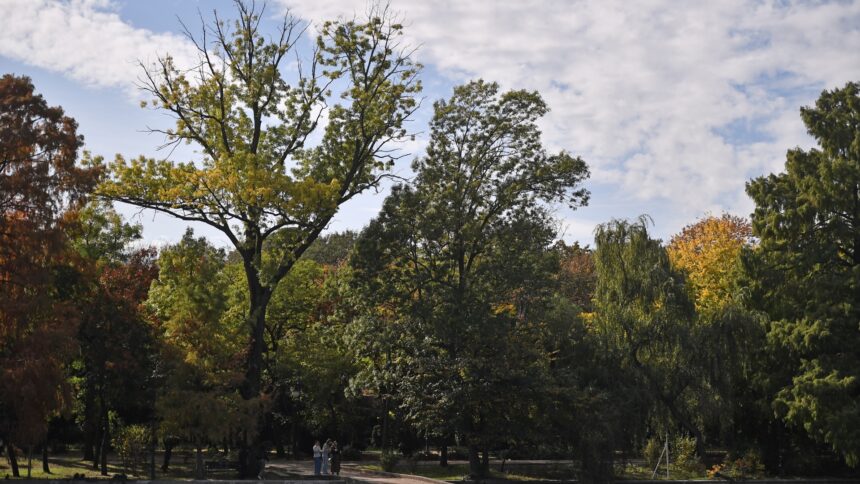 bucurestenii pornesc in weekend pe urmele arborilor remarcabili din oras e si tur ghidat in parcul cismigiu casa lui matusalem si a altor copaci monumentali 6a3beb367023b