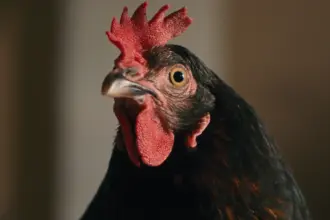 cinema dezlantuit tema competitiei de la editia 13 a festivalului ceau cinema 6a2e67cceeccf