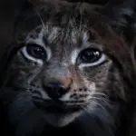 documentarul cantecul padurii regizat de vincent munier castigatorul lynx festival brasov 6a2802c693b8d