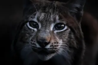 documentarul cantecul padurii regizat de vincent munier castigatorul lynx festival brasov 6a2802c693b8d