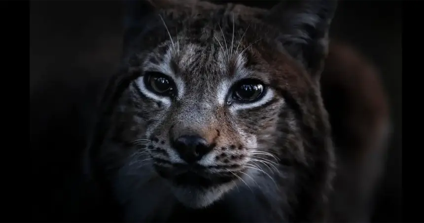 documentarul cantecul padurii regizat de vincent munier castigatorul lynx festival brasov 6a2802c693b8d
