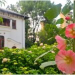 foto f09f8cb8 nalbele uriase din asia mica dau un super spectacol la gradina botanica din bucuresti o poveste colorata si parfumata inalta de peste doi metri 6a409674841d6