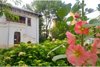 foto f09f8cb8 nalbele uriase din asia mica dau un super spectacol la gradina botanica din bucuresti o poveste colorata si parfumata inalta de peste doi metri 6a409674841d6