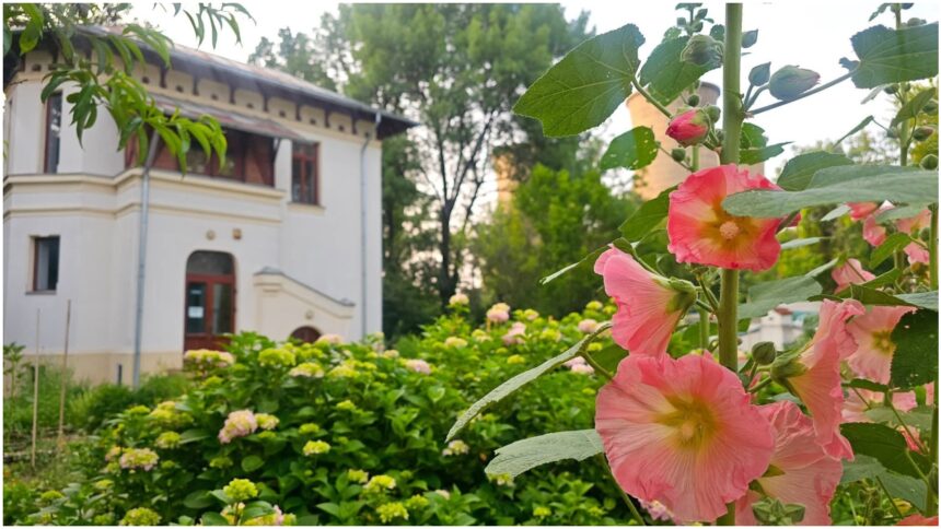 foto f09f8cb8 nalbele uriase din asia mica dau un super spectacol la gradina botanica din bucuresti o poveste colorata si parfumata inalta de peste doi metri 6a409674841d6