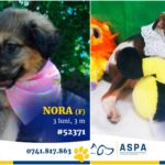 foto f09f90b6 o gasca minunata de 20 de catei vine la un nou targ aspa de adoptii bucurestenii doritori de prieteni loiali ii pot gasi in weekend in parcul ior 6a3a6164adee4