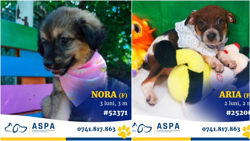 foto f09f90b6 o gasca minunata de 20 de catei vine la un nou targ aspa de adoptii bucurestenii doritori de prieteni loiali ii pot gasi in weekend in parcul ior 6a3a6164adee4