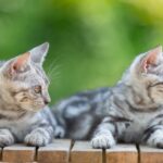 inghetata pisicute adorabile numai bune de adoptat si donatii la miaus cream party targ caritabil miau pentru redeschiderea cafenelei matelor la braseria prajitura din natura 6a2fd5b37065e