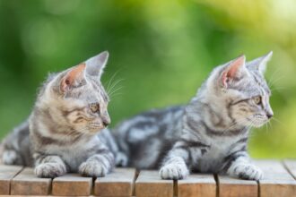 inghetata pisicute adorabile numai bune de adoptat si donatii la miaus cream party targ caritabil miau pentru redeschiderea cafenelei matelor la braseria prajitura din natura 6a2fd5b37065e