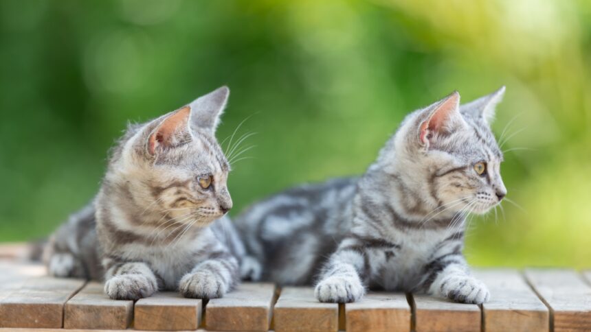 inghetata pisicute adorabile numai bune de adoptat si donatii la miaus cream party targ caritabil miau pentru redeschiderea cafenelei matelor la braseria prajitura din natura 6a2fd5b37065e