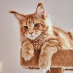 video f09f9088 cand se deschide mainecoon cafe in bucuresti cu pisici aristocrate si elegante rezervarile au inceput inainte de marea inaugurare 6a37a25d6e9ae