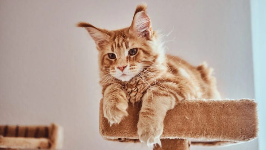 video f09f9088 cand se deschide mainecoon cafe in bucuresti cu pisici aristocrate si elegante rezervarile au inceput inainte de marea inaugurare 6a37a25d6e9ae