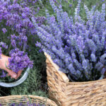 weekend cu lavanda in piata amzei si piata matachef09faabb zile cu levantica spectacole de magie muzica si diverse alte distractii si activitati 6a3cf6635e796