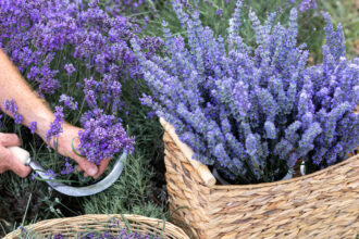 weekend cu lavanda in piata amzei si piata matachef09faabb zile cu levantica spectacole de magie muzica si diverse alte distractii si activitati 6a3cf6635e796
