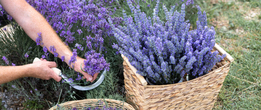 weekend cu lavanda in piata amzei si piata matachef09faabb zile cu levantica spectacole de magie muzica si diverse alte distractii si activitati 6a3cf6635e796