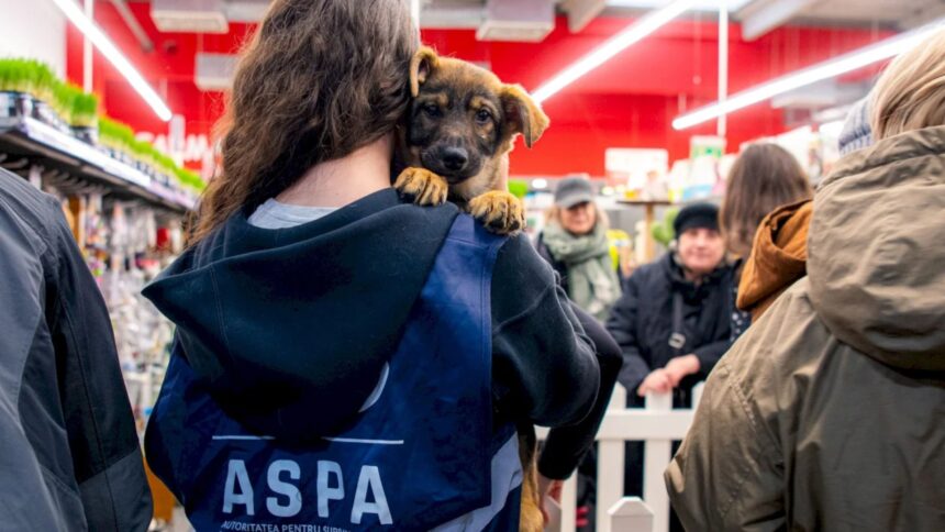 blanosii de la aspa ne asteapta la un nou targ de adoptii la parklake are loc vineri in cadrul evenimentului xiaomi pet cafe 6a6226e0bdfe0
