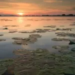 delta salbatica cel mai amplu documentar dedicat deltei dunarii proiectat in avanpremiera la festivaluri de film din romania si in localitati din delta dunarii 6a699f197f04e