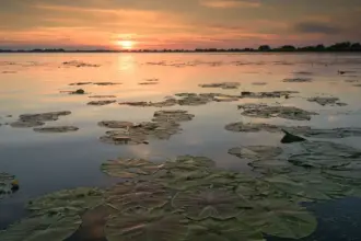 delta salbatica cel mai amplu documentar dedicat deltei dunarii proiectat in avanpremiera la festivaluri de film din romania si in localitati din delta dunarii 6a699f197f04e