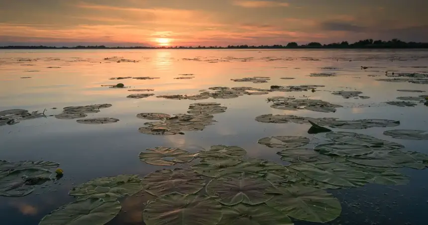 delta salbatica cel mai amplu documentar dedicat deltei dunarii proiectat in avanpremiera la festivaluri de film din romania si in localitati din delta dunarii 6a699f197f04e