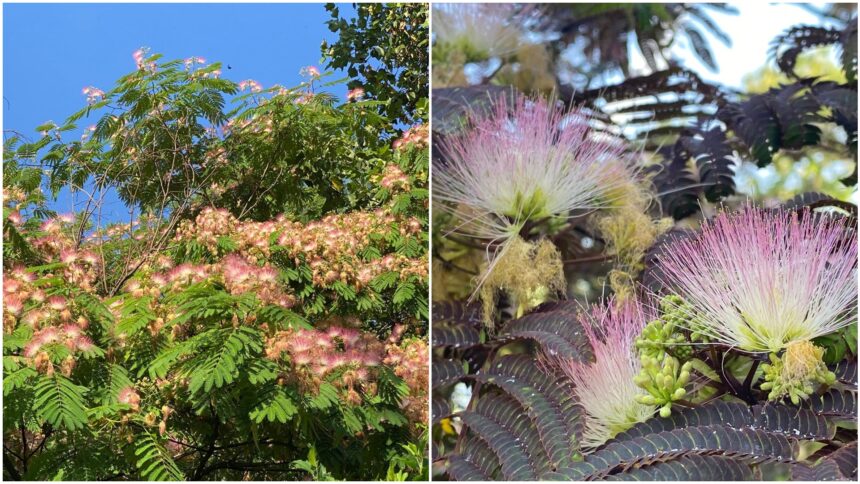 foto copacul adormit din inima bucurestiului poate fi vazut la gradina botanica care sunt originile arborelui de matase si la ce folosea in trecut 6a5af472ccb7d