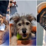 foto storm gus finn si alti 22 de catei de la aspa cauta sambata prieteni pe viata avem targ de adoptii la centrul de cultura palatele brancovenesti de la portile bucurestiului 6a5f83a470b8e