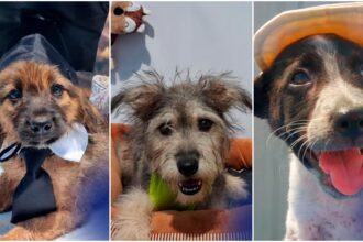 foto storm gus finn si alti 22 de catei de la aspa cauta sambata prieteni pe viata avem targ de adoptii la centrul de cultura palatele brancovenesti de la portile bucurestiului 6a5f83a470b8e