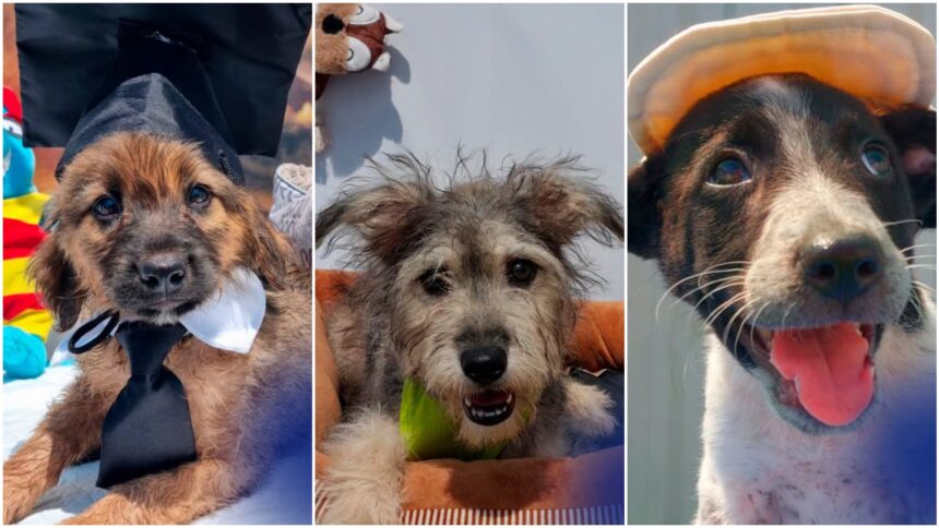 foto storm gus finn si alti 22 de catei de la aspa cauta sambata prieteni pe viata avem targ de adoptii la centrul de cultura palatele brancovenesti de la portile bucurestiului 6a5f83a470b8e