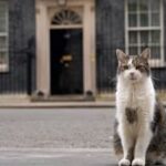 pisica larry ramane sefa in downing street premierul uk nu isi aduce cainele axel la resedinta 6a6770d39416a