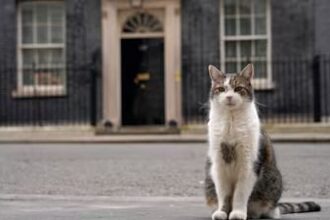 pisica larry ramane sefa in downing street premierul uk nu isi aduce cainele axel la resedinta 6a6770d39416a