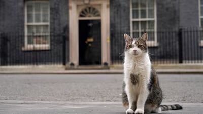 pisica larry ramane sefa in downing street premierul uk nu isi aduce cainele axel la resedinta 6a6770d39416a