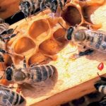 scoala de vara de la muzeul grigore antipa din bucuresti continua picii pot invata mai multe despre polenizatori si biodiversitate urbana inscrierile sunt deschise 6a68a2084aa00