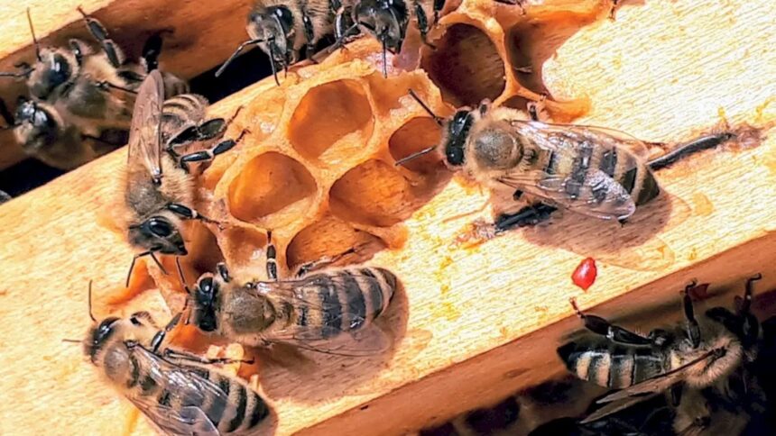 scoala de vara de la muzeul grigore antipa din bucuresti continua picii pot invata mai multe despre polenizatori si biodiversitate urbana inscrierile sunt deschise 6a68a2084aa00