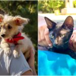 un nou targ de adoptii aspa are loc in parcul crangasi weekendul viitor catei dar si pisicute de la one rescue isi cauta oamenii lor 6a491a369b97b