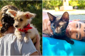 un nou targ de adoptii aspa are loc in parcul crangasi weekendul viitor catei dar si pisicute de la one rescue isi cauta oamenii lor 6a491a369b97b