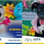 foto charlie nora otis si alti 17 catei isi cauta o familie iubitoare aspa organizeaza un nou targ de adoptii in parcul bazilescu sambata 6a844b2397e0d