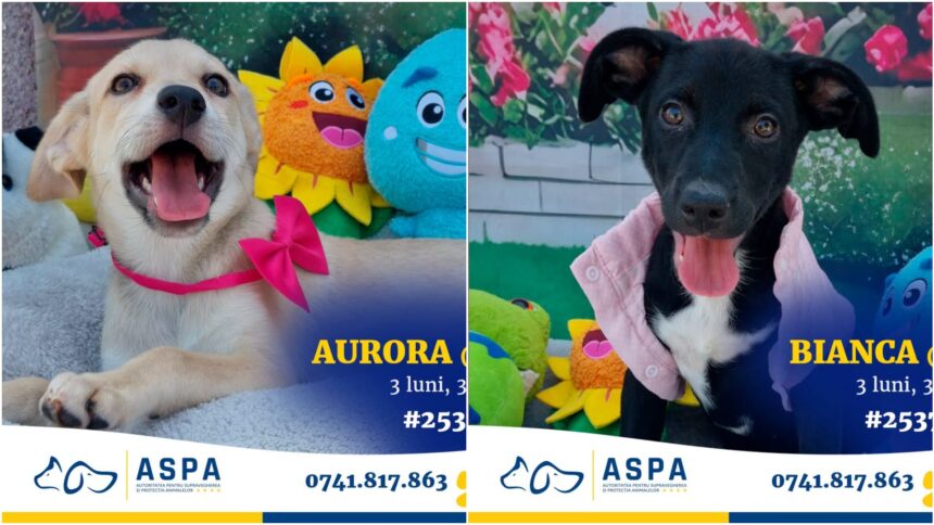 foto charlie nora otis si alti 17 catei isi cauta o familie iubitoare aspa organizeaza un nou targ de adoptii in parcul bazilescu sambata 6a844b2397e0d