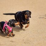 woof fest festivalul lui bobita revine in primul weekend din septembrie multe concursuri muzica targ de adoptii si altele vor fi in gradina parklake 6a81a80a66841