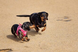 woof fest festivalul lui bobita revine in primul weekend din septembrie multe concursuri muzica targ de adoptii si altele vor fi in gradina parklake 6a81a80a66841